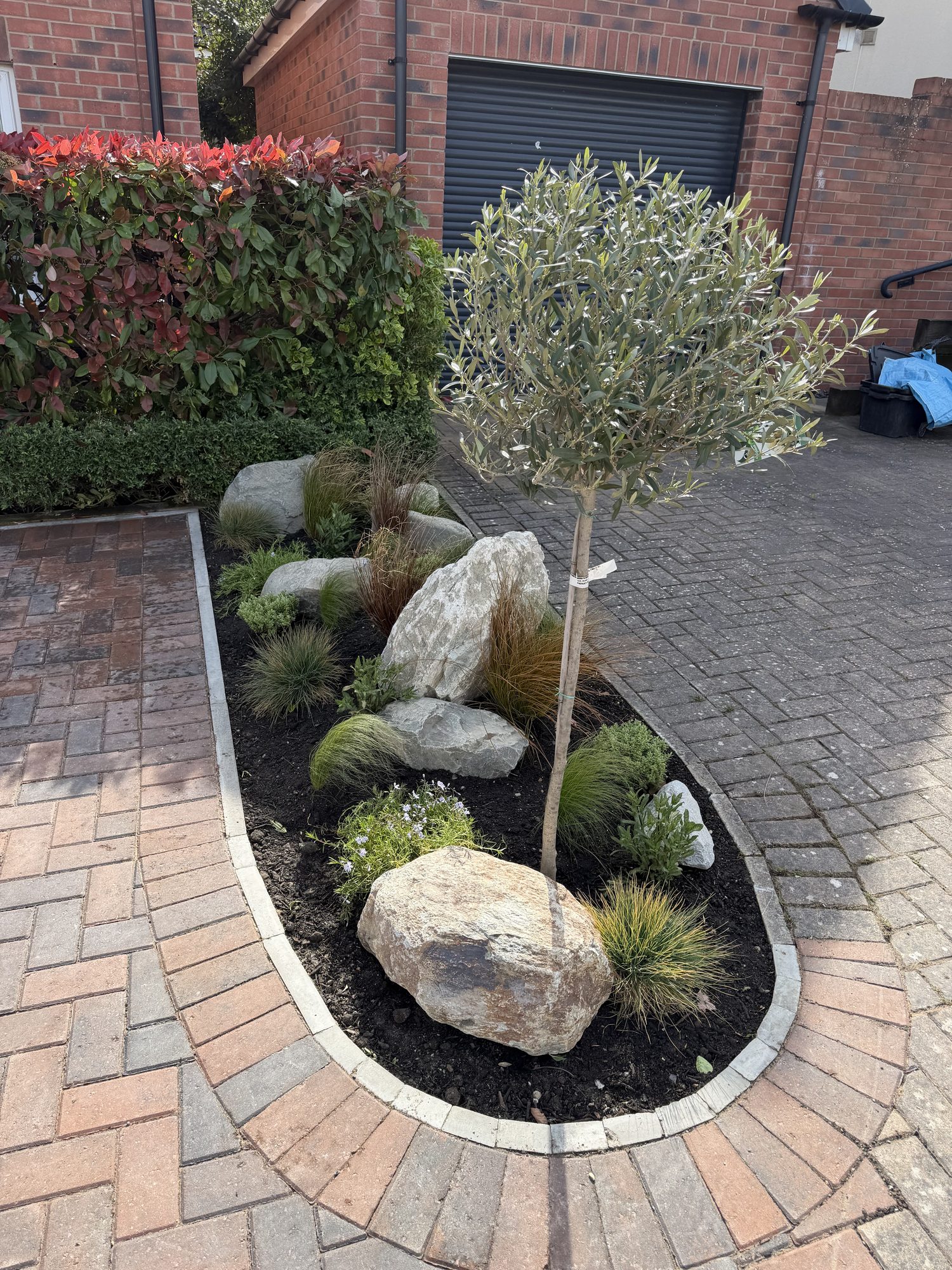 Olive tree, boulders and grasses in a kerbed planting bed on a block-paved driveway