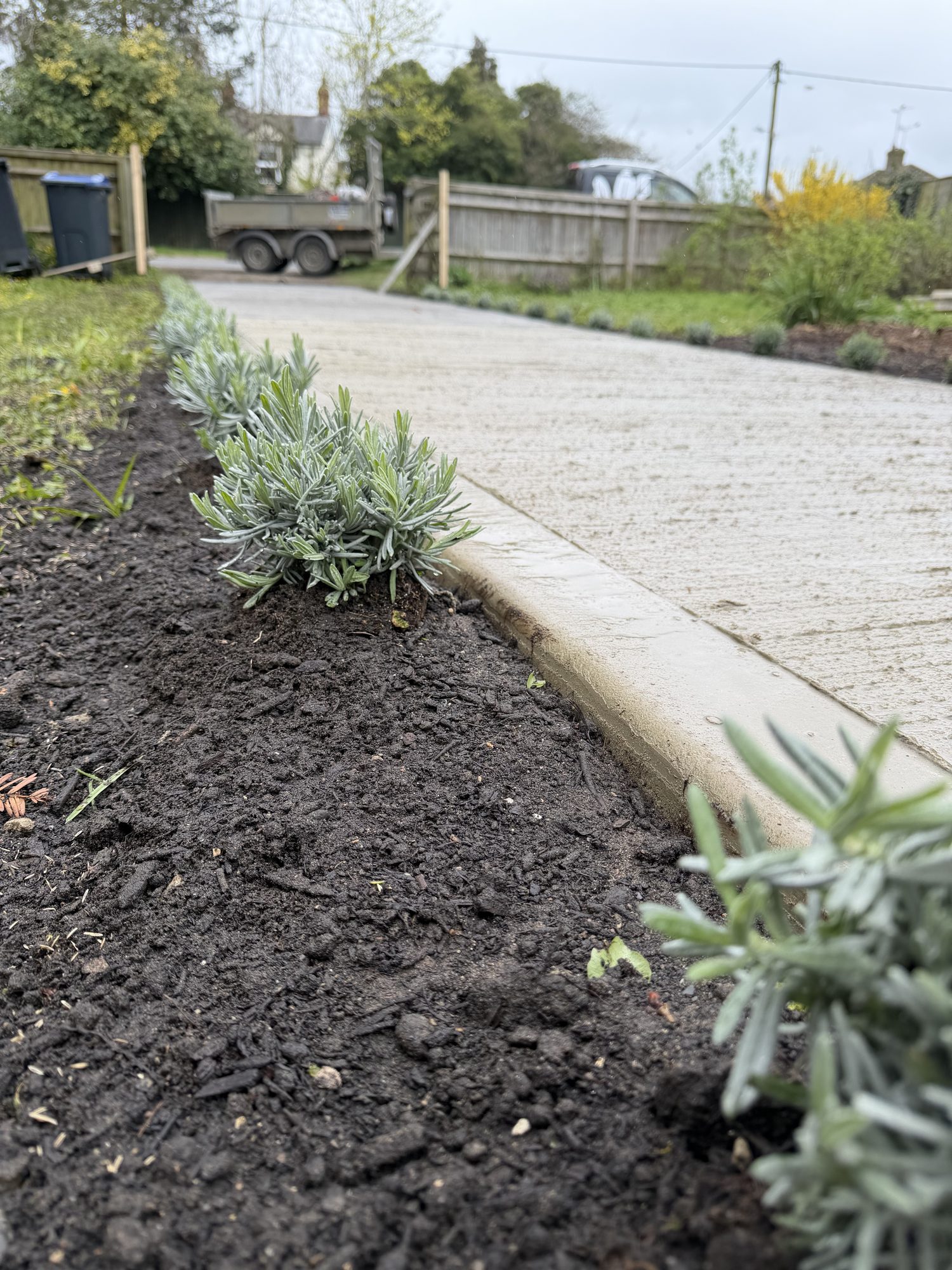 Low-angle view of lavender planted against a kerbed concrete driveway edge